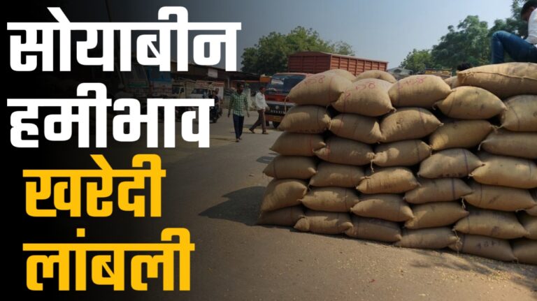 सोयाबीन हमीभाव खरेदीला शासनाच्या नव्या धोरणाचा ‘ब्रेक’; शेतकरी क्विंटलमागे हजारो रुपये तोट्यात.