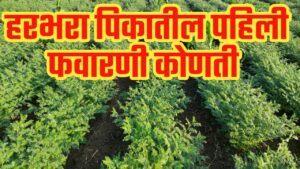 हरभरा पिकातील पहिली फवारणी ; पेरणी नंतर 20 दिवसांनी कोणती करावी.