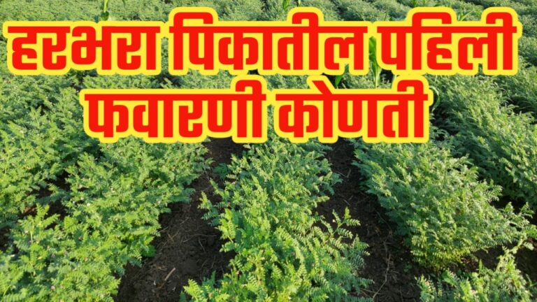 हरभरा पिकातील पहिली फवारणी ; पेरणी नंतर 20 दिवसांनी कोणती करावी.