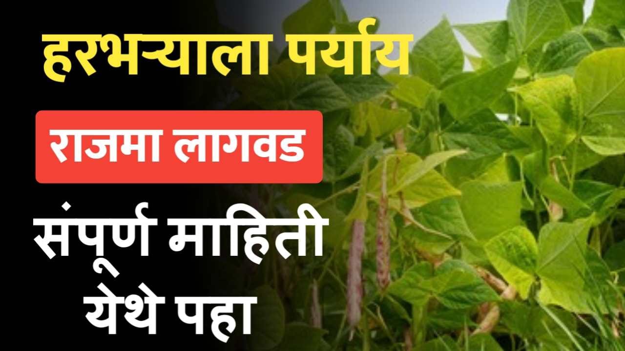 रब्बी हंगामात हरभऱ्याला