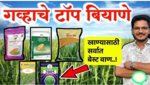 गव्हाचे टॉप वाण ; भरघोस उत्पन्न देणारे गहु पिकाचे टॉप वाण.
