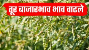 Tur bajarbhav ; राज्यातील आजचे 18 ऑक्टोबर चे तूर बाजारभाव पहा.