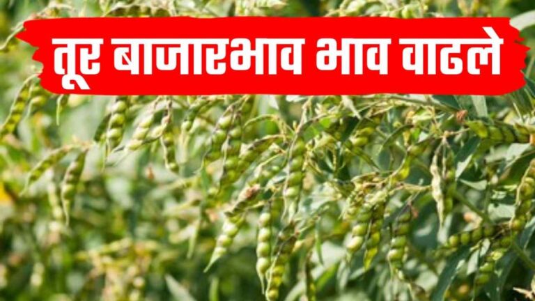 Tur bajarbhav ; राज्यातील आजचे 18 ऑक्टोबर चे तूर बाजारभाव पहा.
