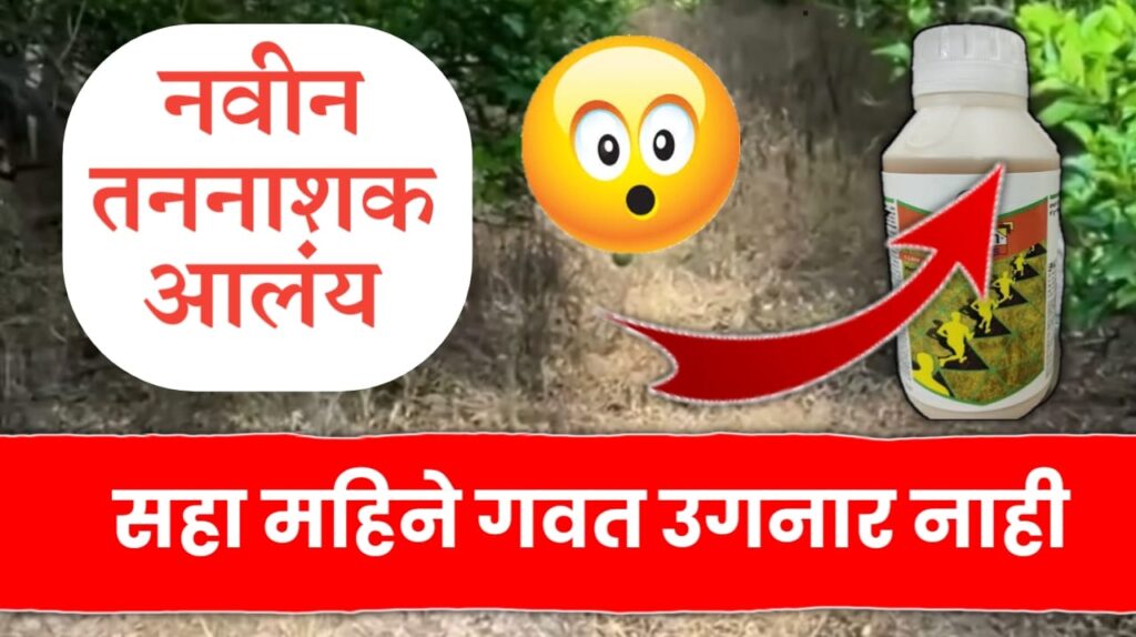 सहा महिने गवत उगनारच