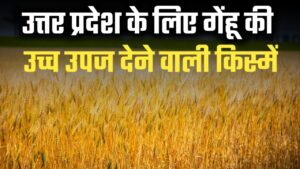 उत्तर प्रदेश के लिए गेंहू की उच्च उपज देने वाली किस्में
