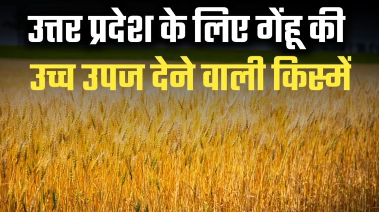 उत्तर प्रदेश के लिए गेंहू की उच्च उपज देने वाली किस्में