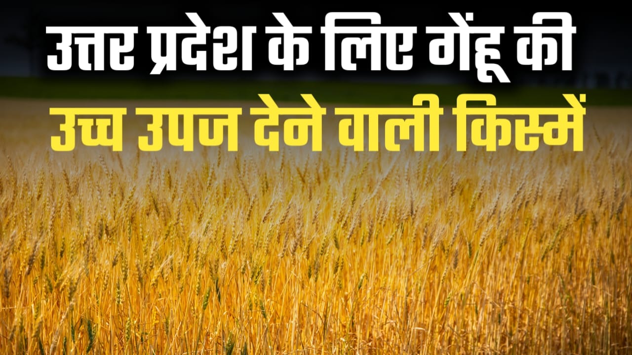 उत्तर प्रदेश के लिए गेंहू