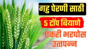 गव्हाचे टॉप ५ वाण ; उत्कृष्ट उत्पादन आणि खाण्यासाठी सर्वोत्तम.