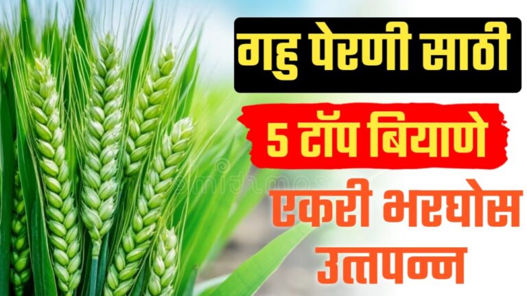 गव्हाचे टॉप ५ वाण ; उत्कृष्ट उत्पादन आणि खाण्यासाठी सर्वोत्तम.