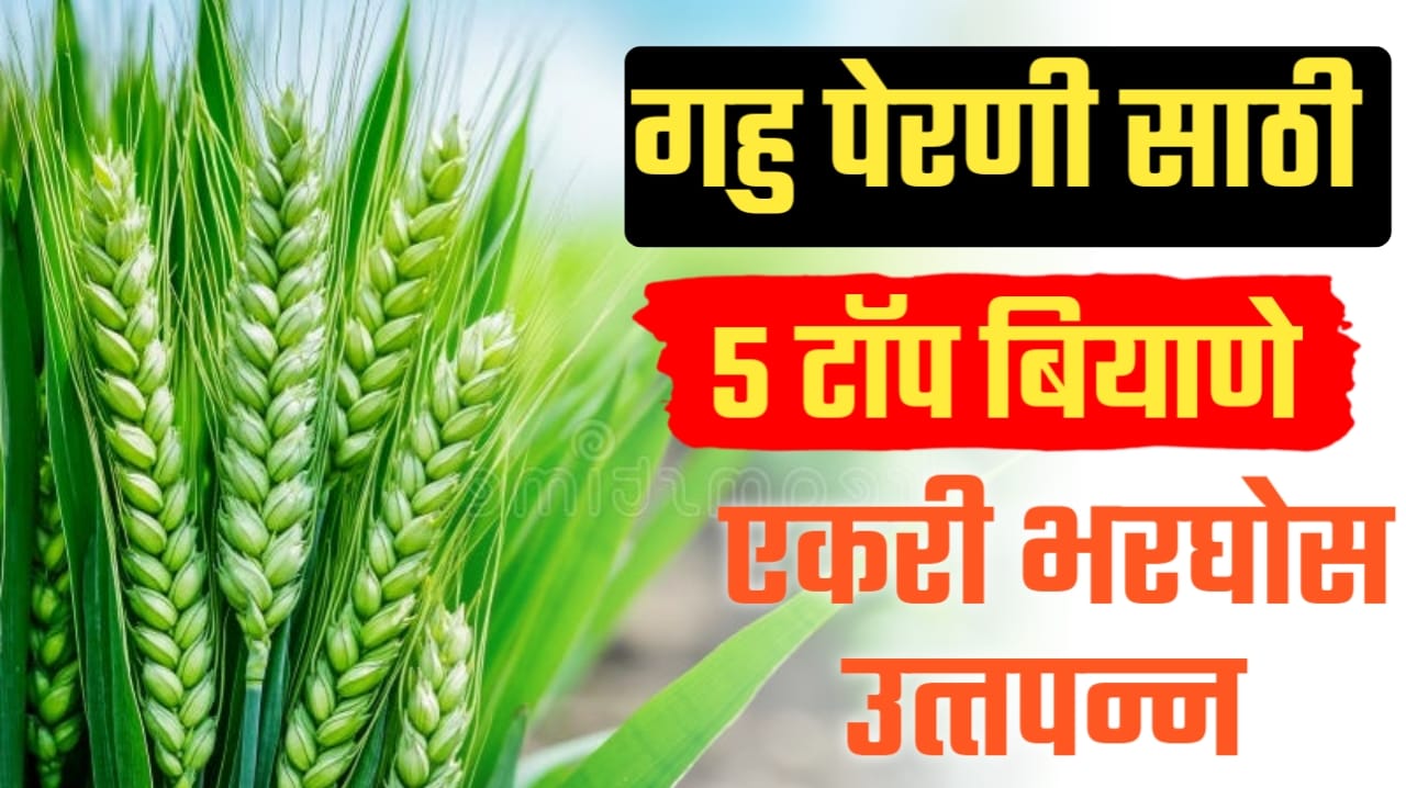 गव्हाचे टॉप ५ वाण