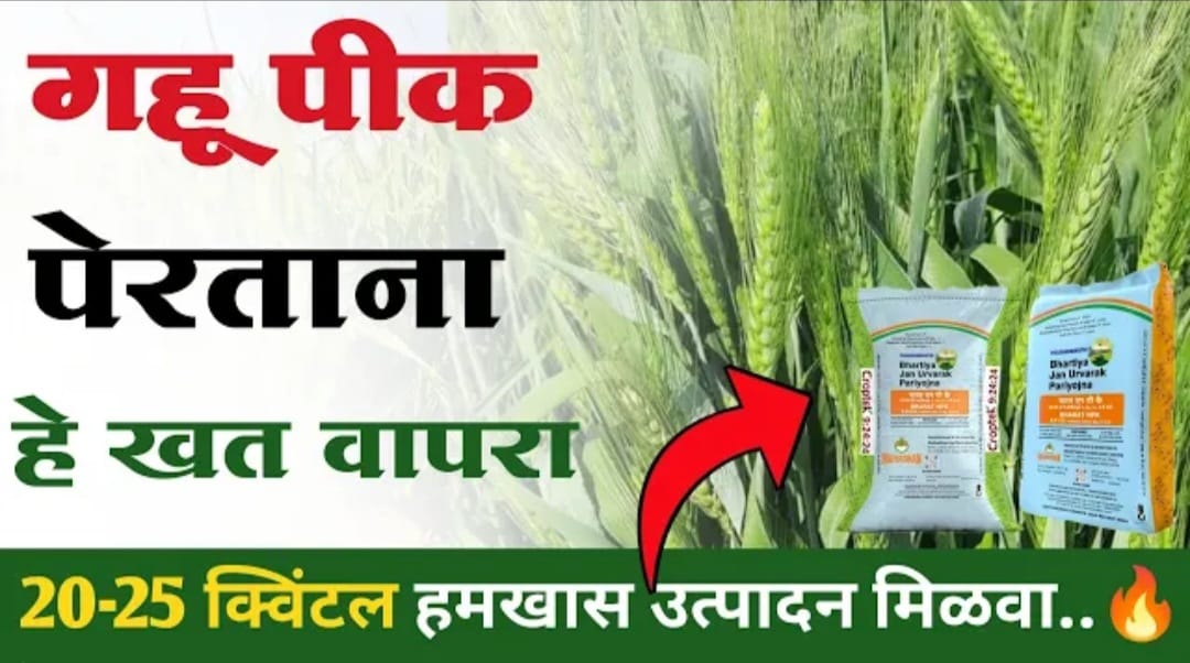 गहु पिकांना पेरणी बरोबर