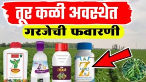 Agriculture information ; तूर कळी अवस्थेत असताना कोणती फवारणी करावी.