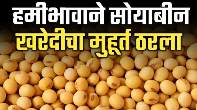 सोयाबीन हमीभावाने लवकरच खरेदी सुरू होणार ; शेतकऱ्यांनो सोयाबीन विक्रची घाई करू नका.