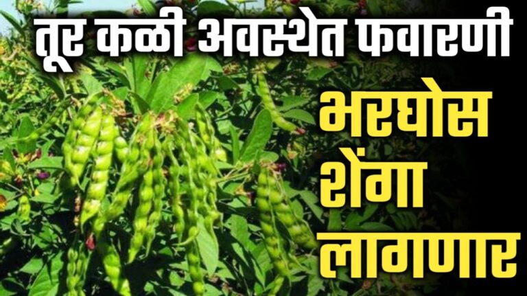 तूर पिकाला कळी अवस्थेत यशस्वी फवारणी कोणती करावी.