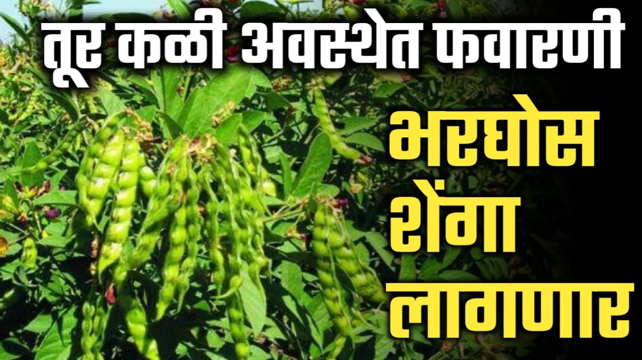 तूर पिकाला कळी अवस्थेत यशस्वी