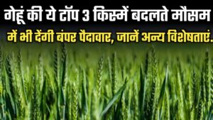 गेहूं की ये टॉप 3 किस्में बदलते मौसम में भी देंगी बंपर पैदावार, जानें अन्य