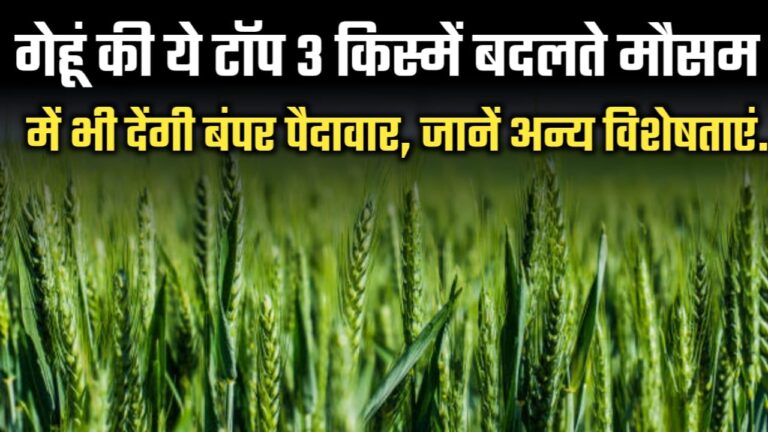 गेहूं की ये टॉप 3 किस्में बदलते मौसम में भी देंगी बंपर पैदावार, जानें अन्य विशेषताएं.