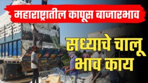 Cotton price of Maharashtra ; शेतकऱ्यांनो सध्या महाराष्ट्रात कापसाला काय भाव मिळतोय पहा.