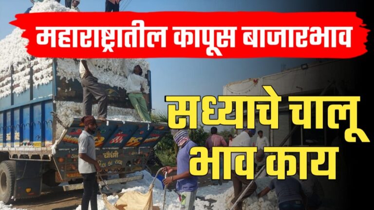 Cotton price of Maharashtra ; शेतकऱ्यांनो सध्या महाराष्ट्रात कापसाला काय भाव मिळतोय पहा.