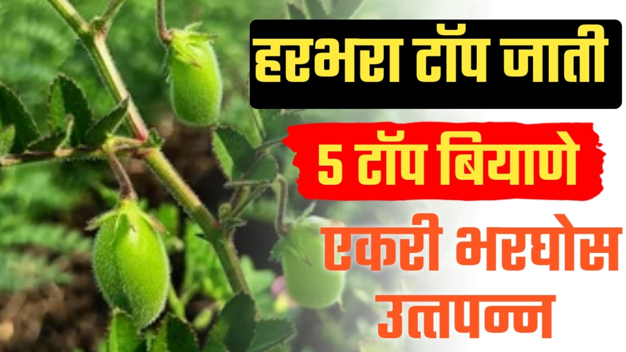 हरभरा पिकाच्या टॉप जाती