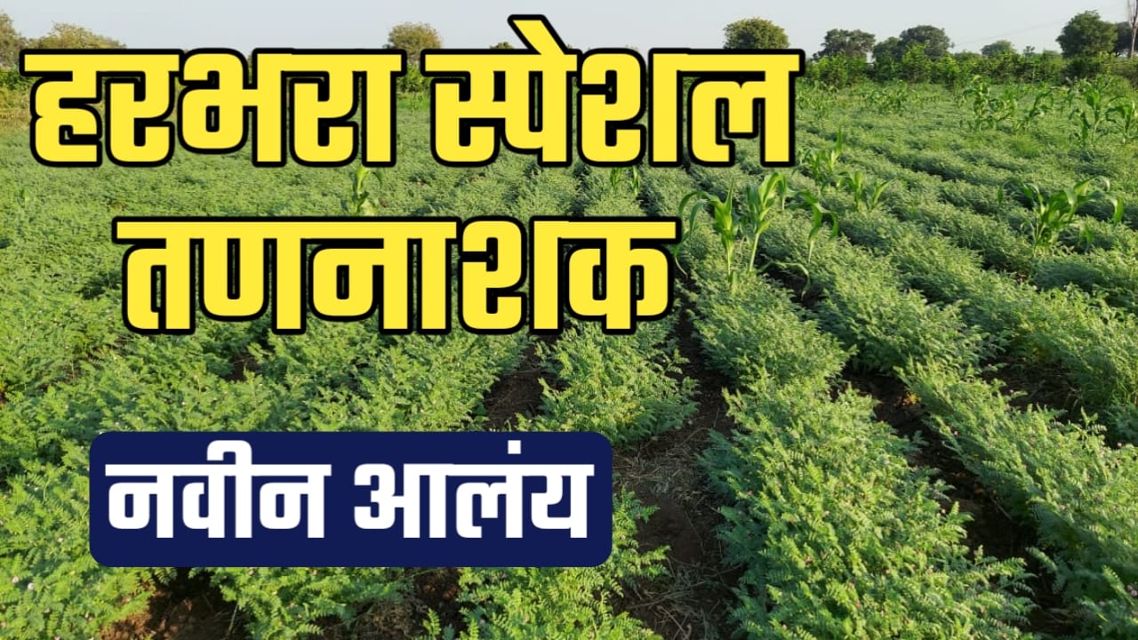 हरभरा पिकासाठी पेरणीनंतर