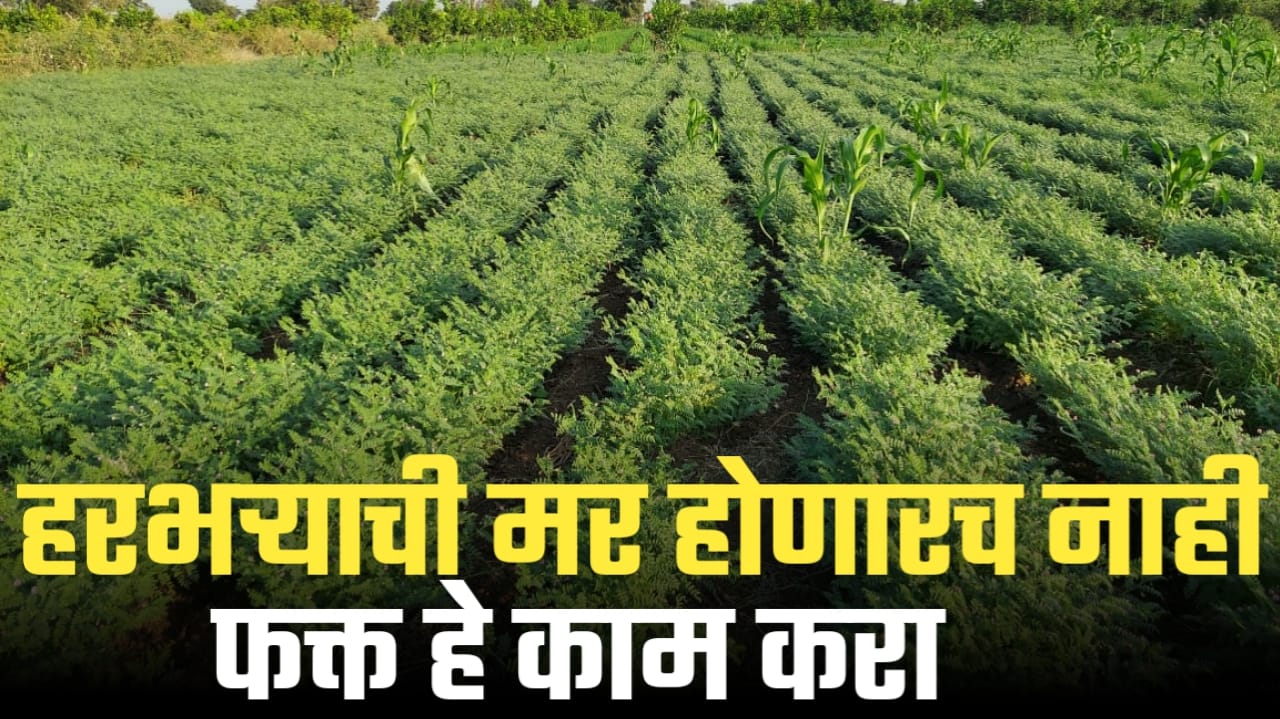 हरभरा मर रोग नियंत्रण