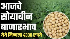 राज्यातील आजचे 30ऑक्टोबर चे सोयाबीन बाजारभाव काय पहा.