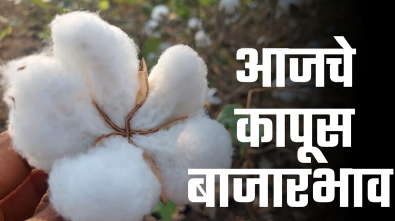 Cotton rate Maharashtra ; आजचे 30 ऑक्टोबर चे कापूस बाजारभाव.