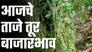 तूर बाजारभाव राज्यातील आजचे 30 ऑक्टोबर चे तूर बाजारभाव पहा