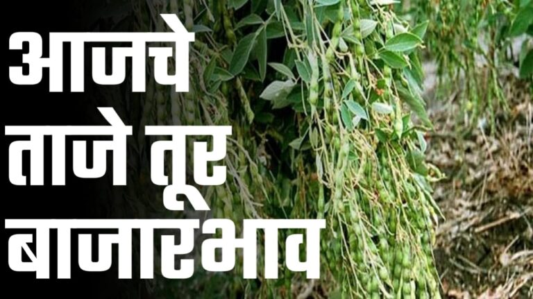 तूर बाजारभाव राज्यातील आजचे 30 ऑक्टोबर चे तूर बाजारभाव पहा