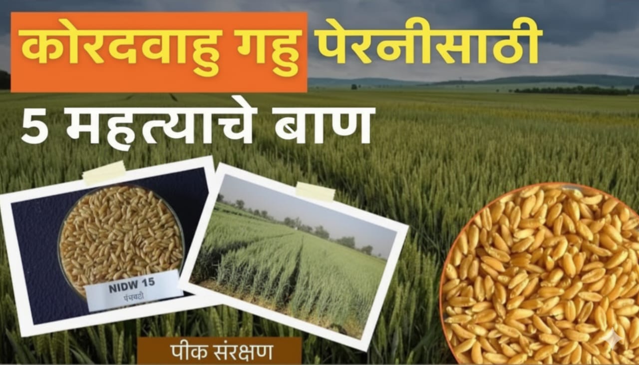 कोरडवाहू गव्हाचे वाण