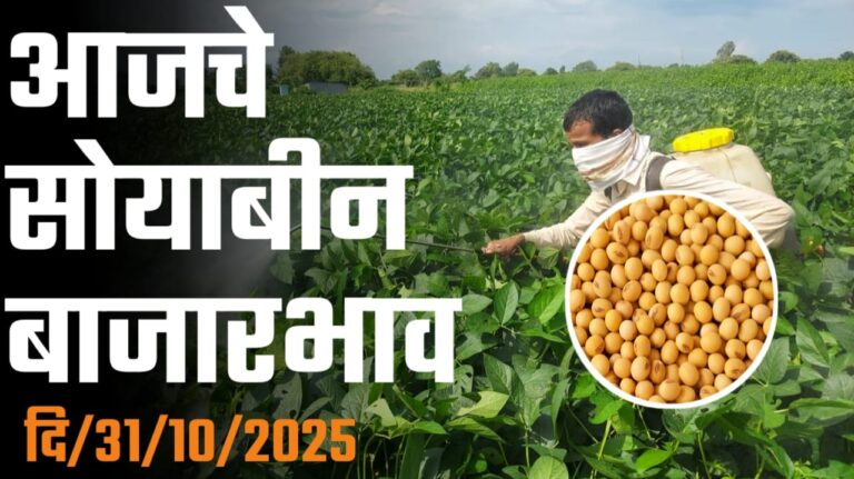 महाराष्ट्रातील सोयाबीन बाजारभाव आजचे 31 ऑक्टोबर चे सोयाबीन बाजारभाव.