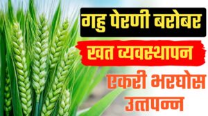 गहू पिकाचे योग्य खत व्यवस्थापन ; पेरणी करताना हेच खत टाका गहू पिकाचे योग्य खत.