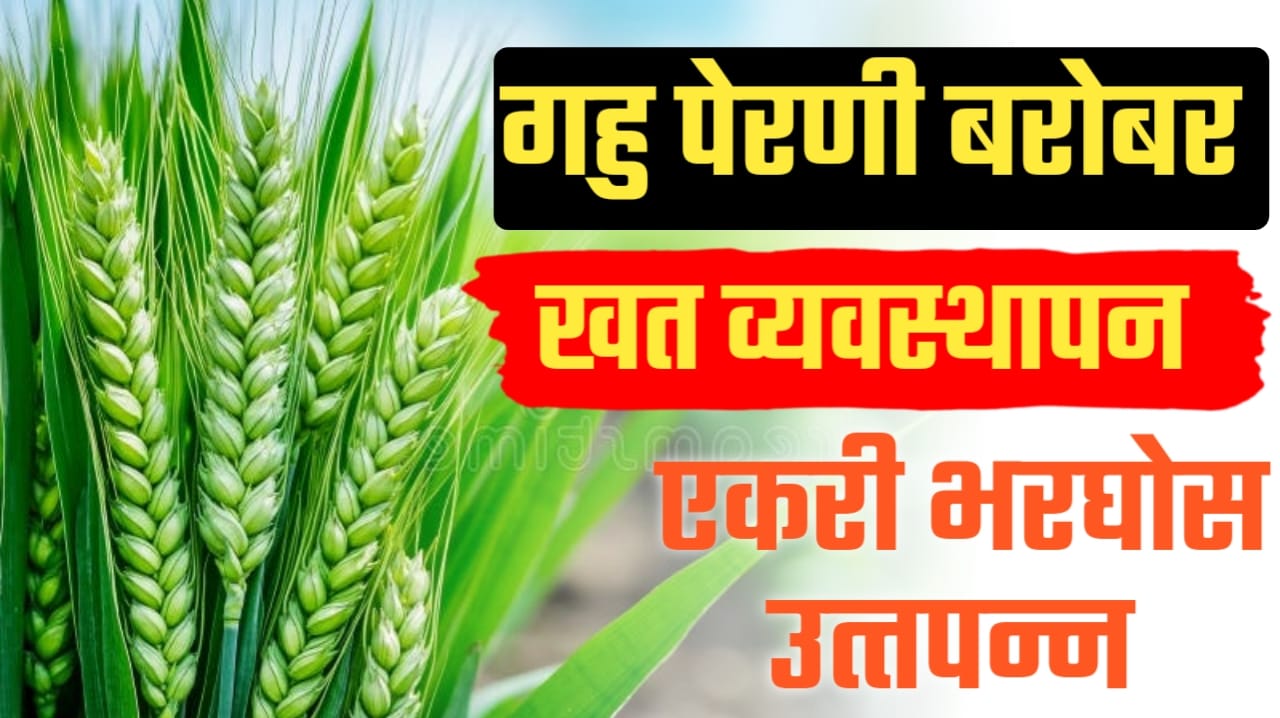 गहू पिकाचे योग्य खत व्यवस्थापन